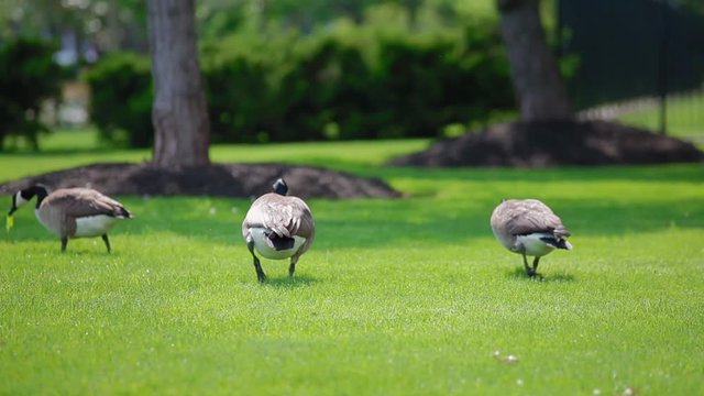 3 Geese walking on grass away from camera green grass