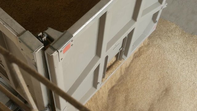 The car truck pours out corns or grains of oat into the elevator, agriculture