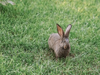 Grey rabbit in the garden. Fluffy rabbit with big ears on the green grass at sunset falling rays of the sun.