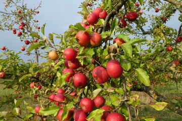 rote reife Äpfel an einem Baum vor der Ernte im Herbst