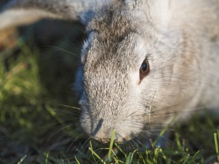 Grey rabbit in the garden. Fluffy rabbit with big ears on the green grass at sunset falling rays of the sun.