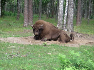 Bison.  Belarus