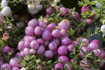 pernettya flower in bloom in the garden