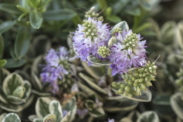 hebe plant in winter