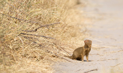 Yellow Mongoose in the Kalahari