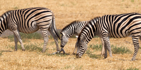 Damara zebra (Equus burchelli antiquorum)