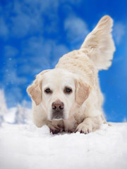 Hund spielt im Schnee und hat Spass