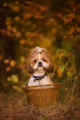 Shit zu cute puppy in a basket in the autumn forest