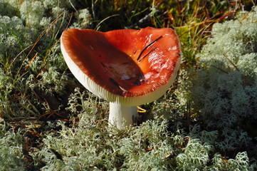 russula