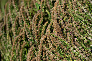 Dry, fallen flowers of lavender and sage