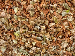 autumn leaves background