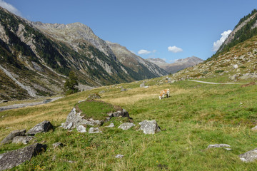 Alm mit grasender Kuh in Tirol