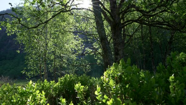 Summer forest, dolly shot. Sun breaking through green leaves in suumer forest. 4K, UHD
