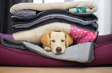 Hund liegt unter vielen Decken und schläft 