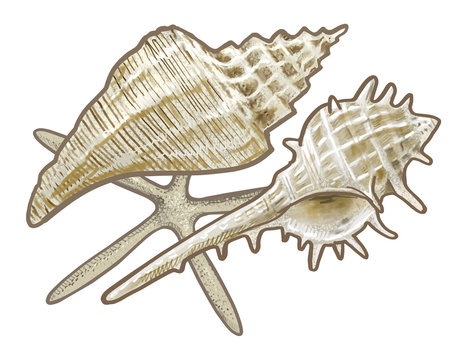 Various white sea shells illustration