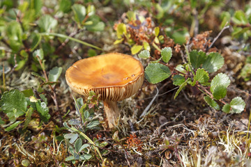 Beautiful landscape of forest-tundra, tundra, a small mushroom on the background of moss