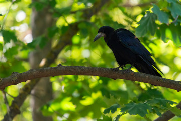 Black bird Raven or Black Crow or corvus corax. Raven in city garden. Crow is looking for food