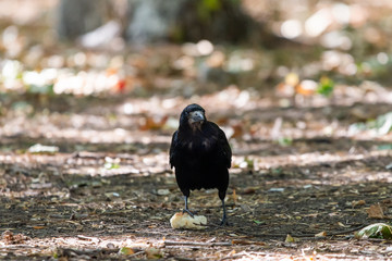 Black bird Raven or Black Crow or corvus corax. Raven in city garden. Crow is looking for food