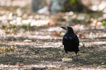 Black bird Raven or Black Crow or corvus corax. Raven in city garden. Crow is looking for food