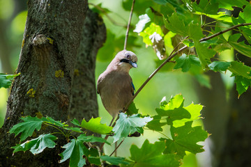Eurasian jay or Garrulus glandarius in city park