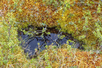 Beautiful landscape of forest-tundra,