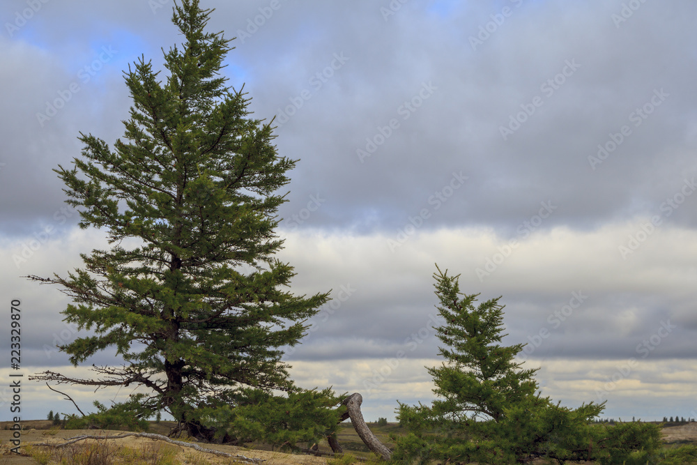 Wall mural beautiful landscape of forest-tundra,