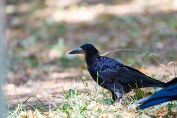 Black bird Raven or Black Crow or corvus corax. Raven in city garden. Crow is looking for food