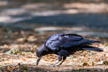 Black bird Raven or Black Crow or corvus corax. Raven in city garden. Crow is looking for food