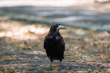 Black bird Raven or Black Crow or corvus corax. Raven in city garden. Crow is looking for food