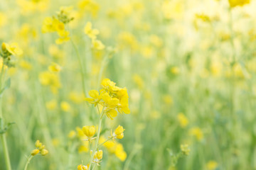 【季節の花】　菜の花