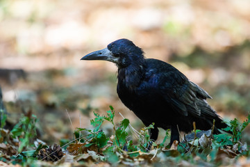 Black bird Raven or Black Crow or corvus corax. Raven in city garden. Crow is looking for food