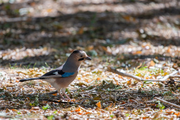 Eurasian jay or Garrulus glandarius in city park