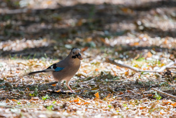 Eurasian jay or Garrulus glandarius in city park
