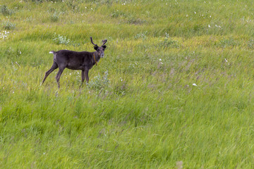 The extreme north, Yamal,   reindeer in Tundra