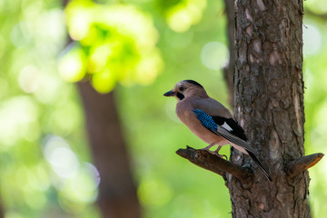 Eurasian jay or Garrulus glandarius in city park