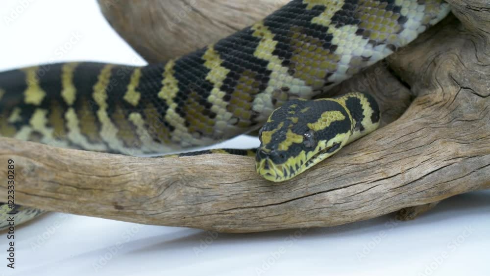 Poster close-up of a ball python snake on a wooden log against a white studio background