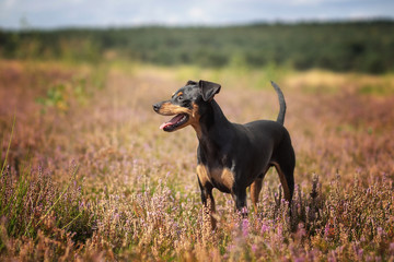 Hund Zwergpinscher Pinscher in der Mehlinger Heide im Sommer bei Sonnenschein