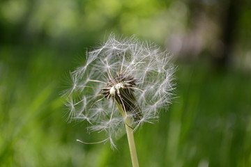 Dandelion blowball in summer on a meadow