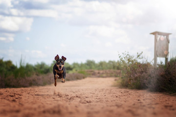 Obraz premium Hund Zwergpinscher Pinscher in der Mehlinger Heide im Sommer bei Sonnenschein