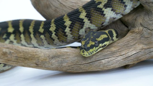 Close-up of a ball python snake on a wooden log against a white studio background