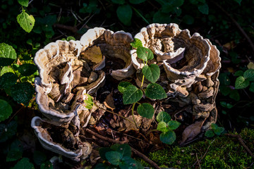 Large mushroom Polypore growing on a fallen tree
