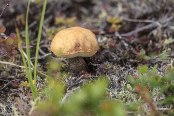tundra, a small mushroom on the background of moss