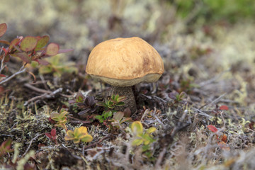 tundra, a small mushroom on the background of moss