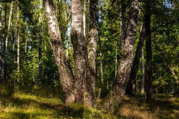 Several birches in a beautiful birch grove

