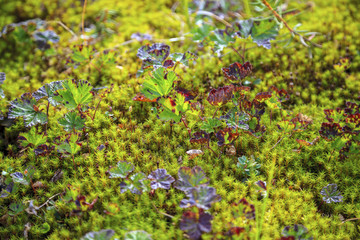 Autumn in the tundra. Yellow spruce branches in autumn colors on the moss background. Tundra, Kola peninsula, Russia.