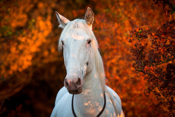 Pferd vor leuchtenden Büschen