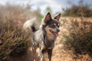 Naklejka na ściany i meble Hund Chihuahua in der mehlinger Heide im Sommer bei sonnenschein