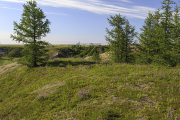 Beautiful landscape of forest-tundra,
