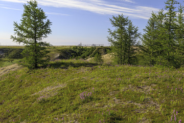 Fototapeta na wymiar Beautiful landscape of forest-tundra,