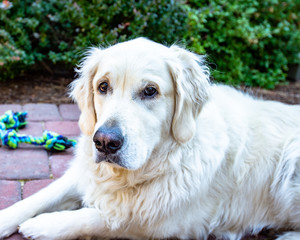 Golden retriever